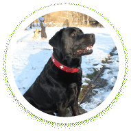 Wohnmobil Hafen Gemünd Hund