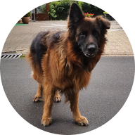 Wohnmobil Hafen Gemünd Hund